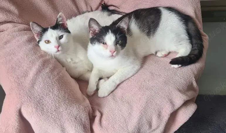 fröhliche Geschwister Katzen Chapi und Nina suchen ein Zuhause