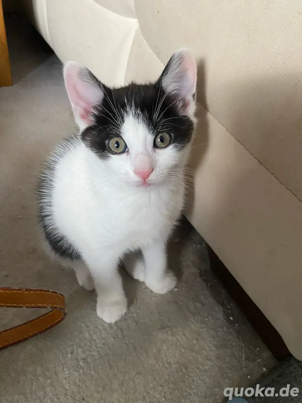 Kitten Babys paarweise abzugeben Kitten Babys paarweise abzugeben