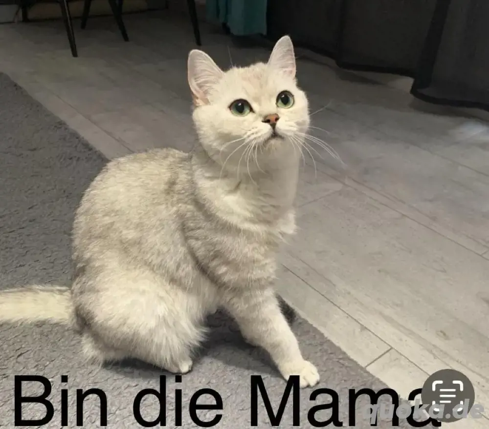 BKH-Mix Kitten abzugeben   geimpft, entwurmt & stubenrein