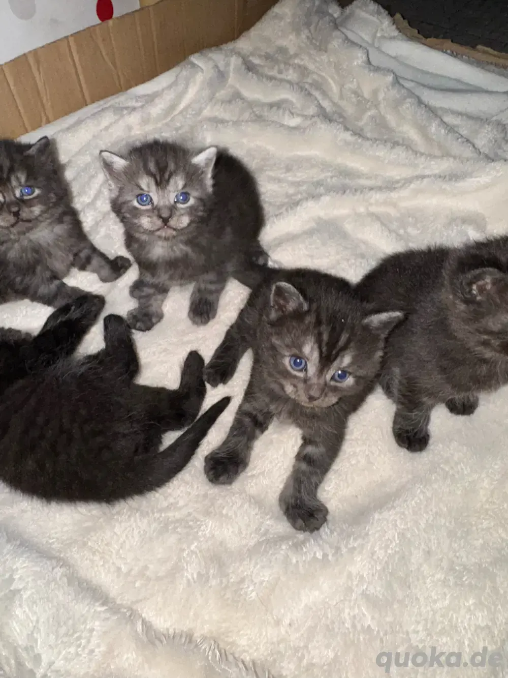 Wunderschöne Britisch-Langhaar-Mix Kitten   Reservierung möglich