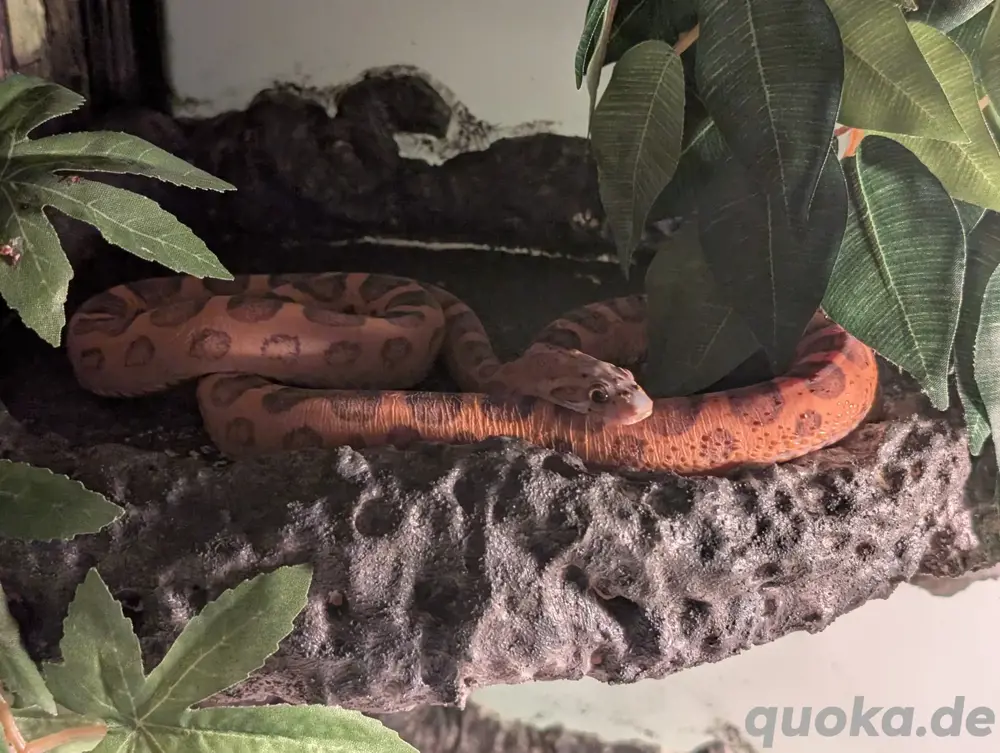 Scaleless Kornnatter Männchen 1.0 Scaleless Kornnatter Männchen 1.0