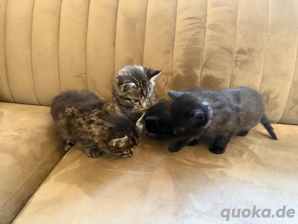 Babykatzen | Kurzhaarkatzen 