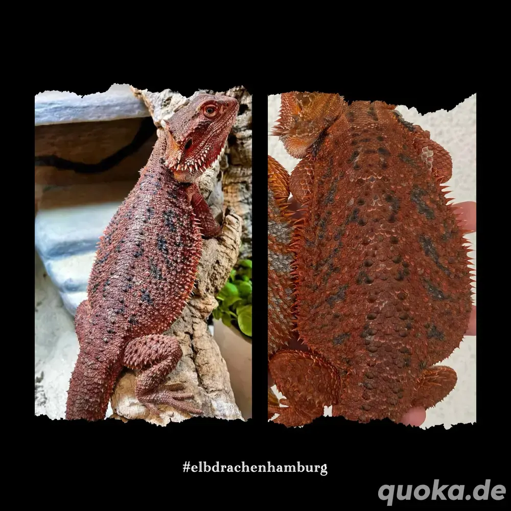 Half Red Monster het Hypotrans weibliche Bartagame (pogona vitticeps)