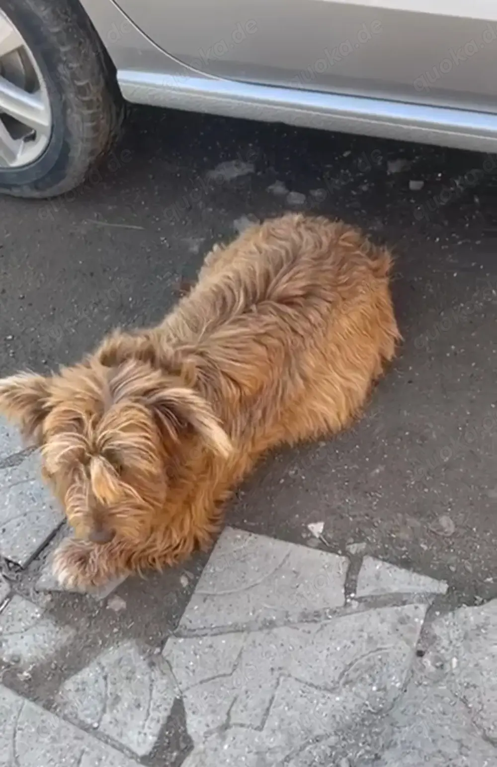 Goldie, möchte endlich ein eigenes Hause