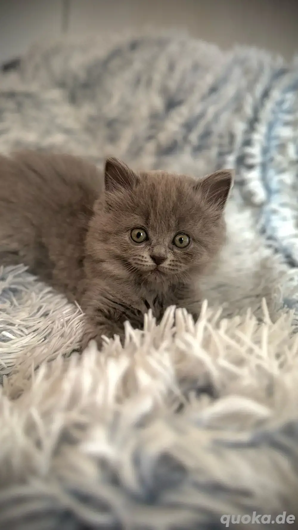BLH Kitten bkh 