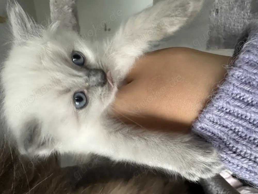 Ragdoll Babykatzen Kitten Rassekatzen für Allergiker geeignet