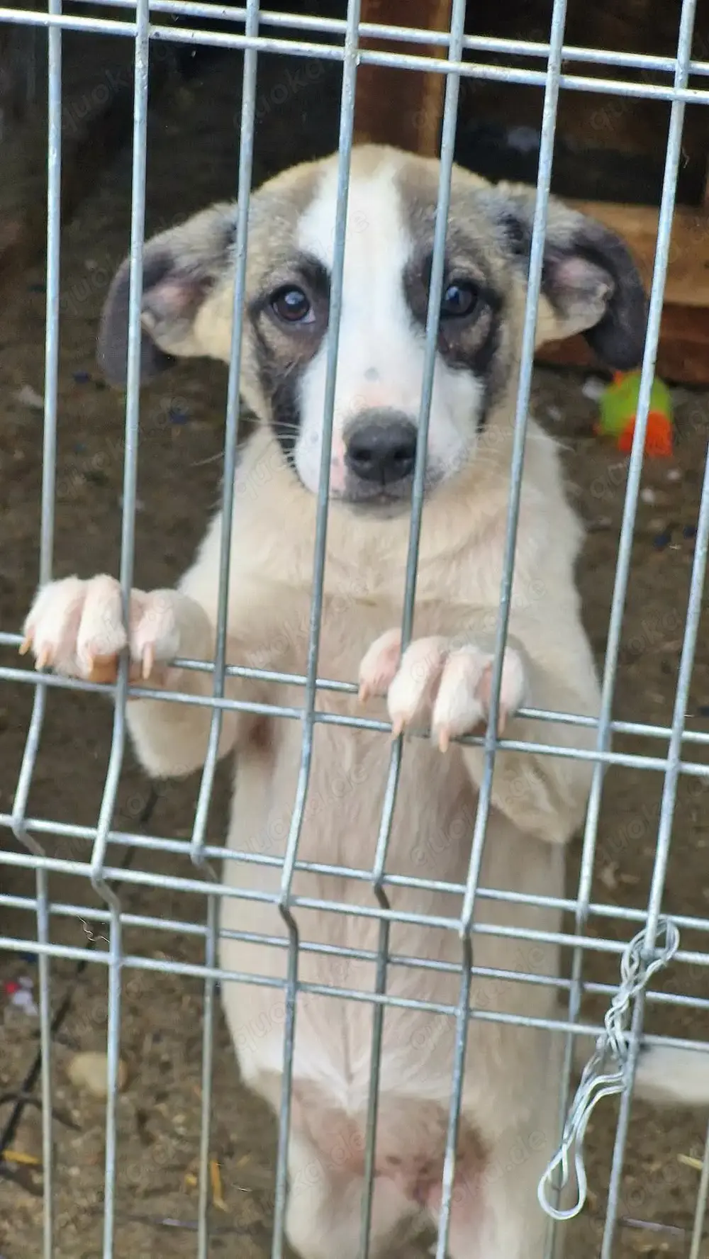 Ljuba ein Familienhund werden 