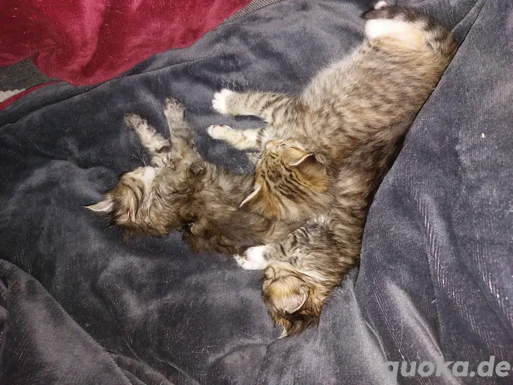 Noch 3 Maine Coon Mix Kitten Mädchen Noch 3 Maine Coon Mix Kitten Mädchen