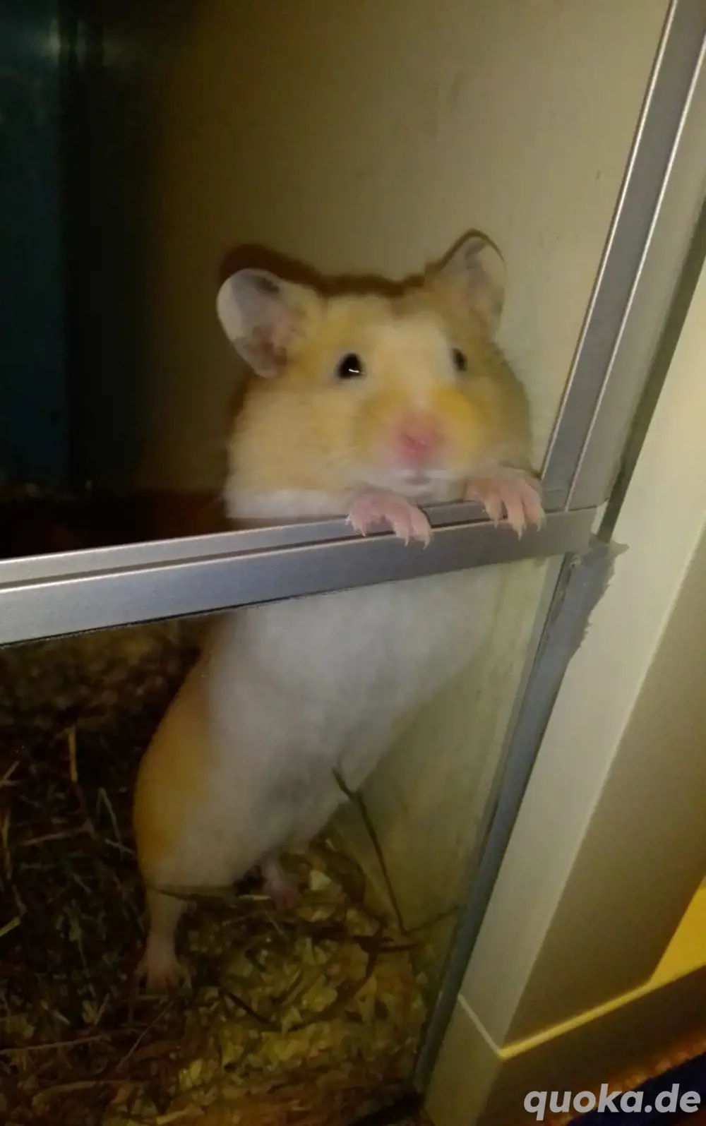 Goldhamster 3 Monate jung 
