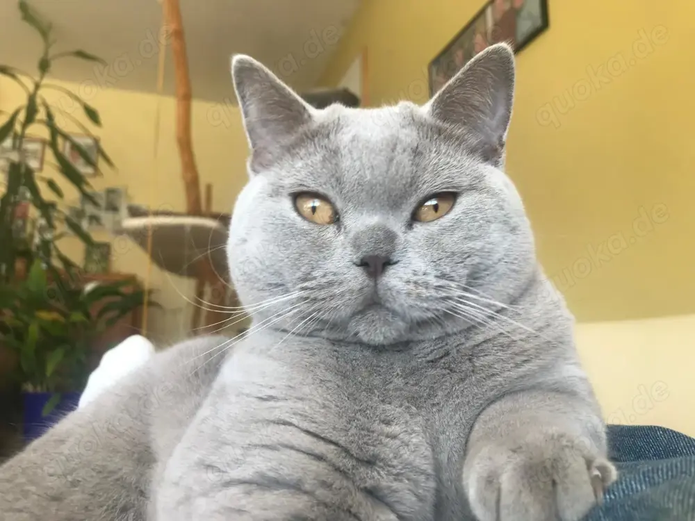 BKH Deckkater in blue, reinrassig