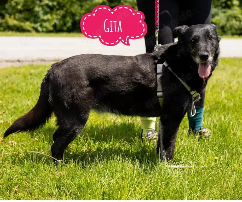 Gita, liebenswerte und absolut verträgliche Hündin, Labrador Mix