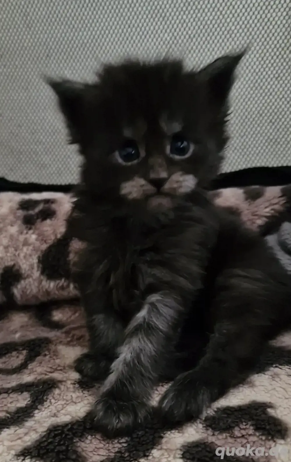 Maine Coon XXXL Kitten 