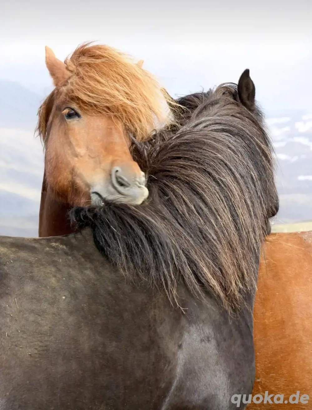 Stelle als Pferdepfleger oder Stallhilfe gesucht