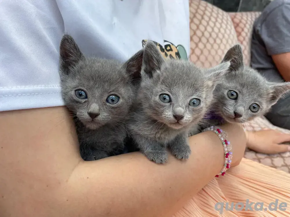 3 reinrassige Russisch Blau Kitten zu verkaufen für Allergiker