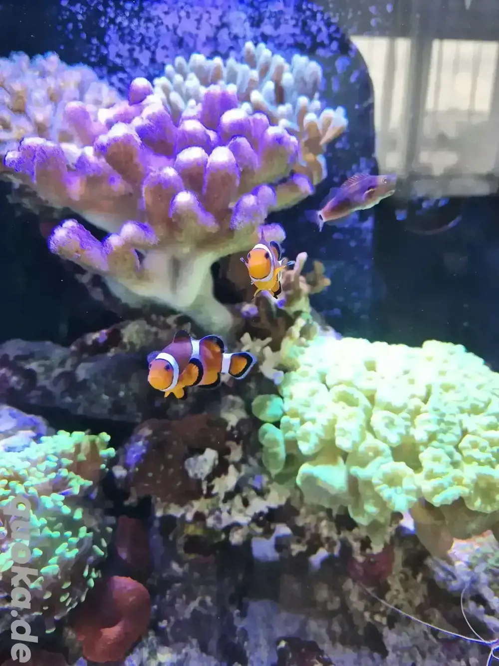 Nemopärchen Nemopärchen