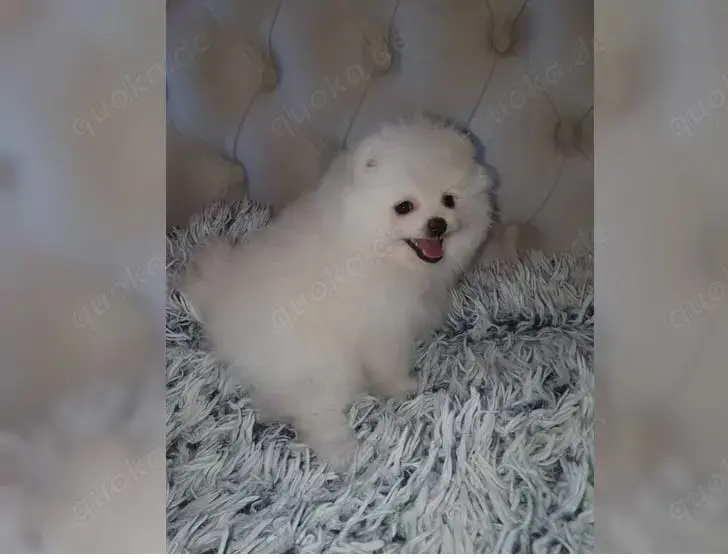Reinrassiger Pomeranian Zwergspitz mit Ahnentafel !!