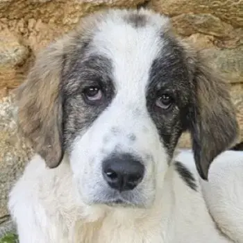 Kurt, geb. ca. 12 2024, lebt in GRIECHENLAND, auf einer privaten Pflegestelle 