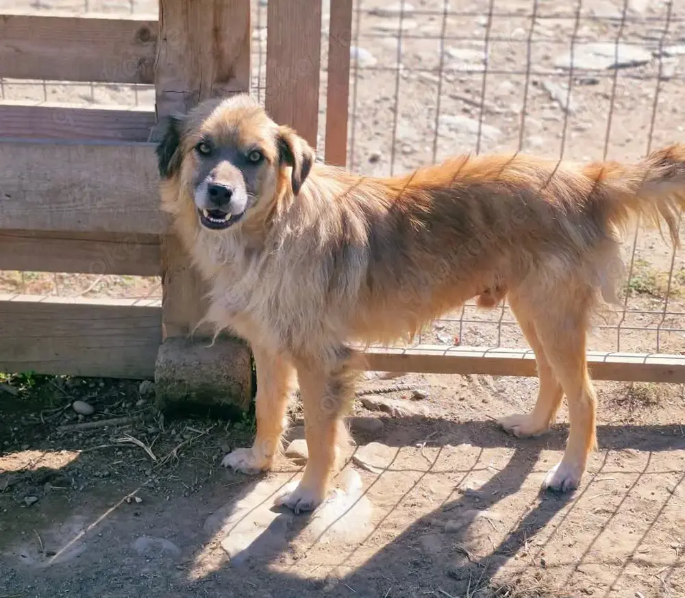 Duke ist total lieb und freundlich