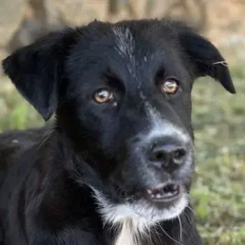 Abby, geb. ca. 12 2024, lebt in GRIECHENLAND, auf einer privaten Pflegestelle