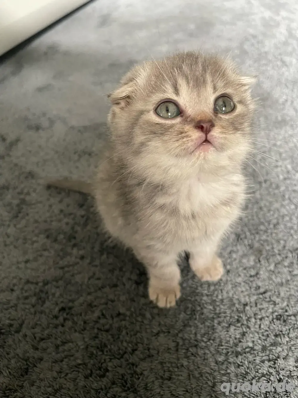 Kitten 2 Monate männlich Kitten 2 Monate männlich