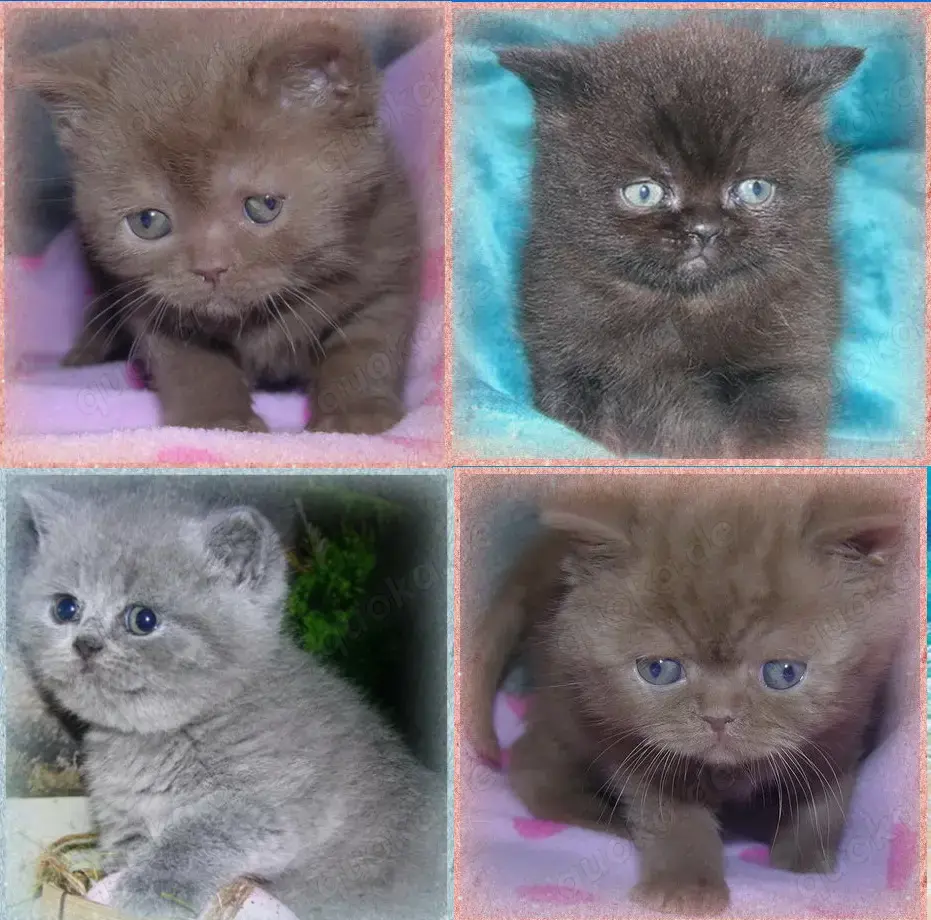 bezaubernde BKH Babys