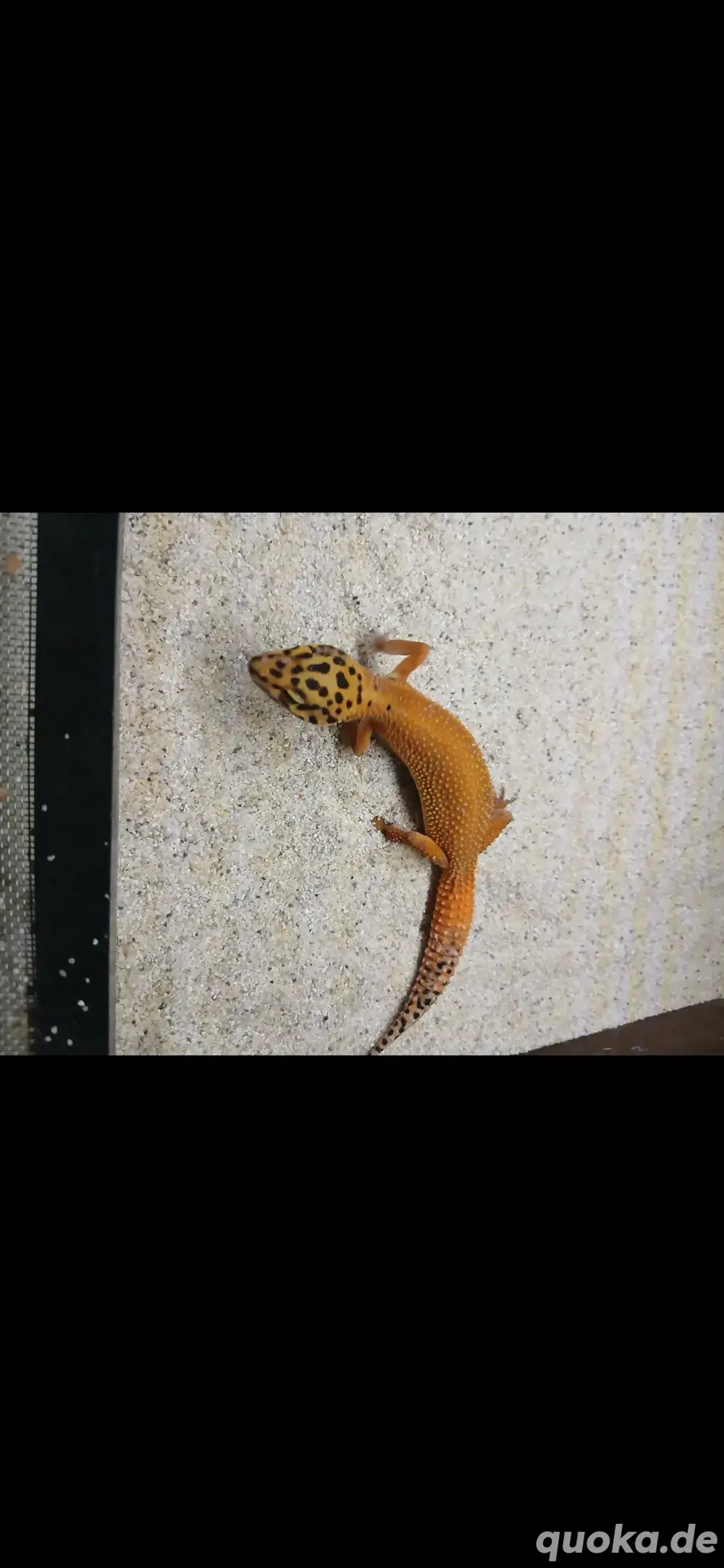 Leopardgruppe abzugeben Leopardgruppe abzugeben