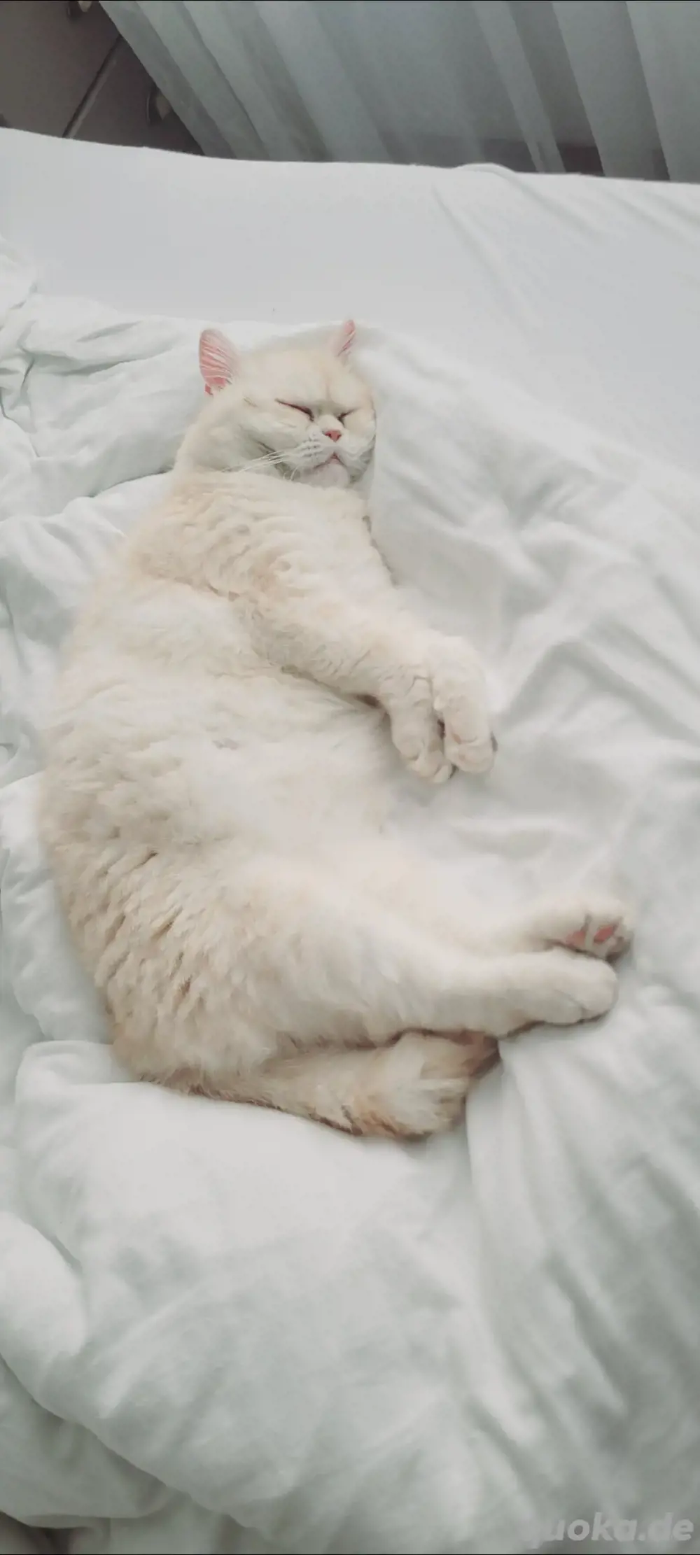 BKH Katze sucht eine Katze oder Kater BKH Katze sucht eine Katze oder Kater