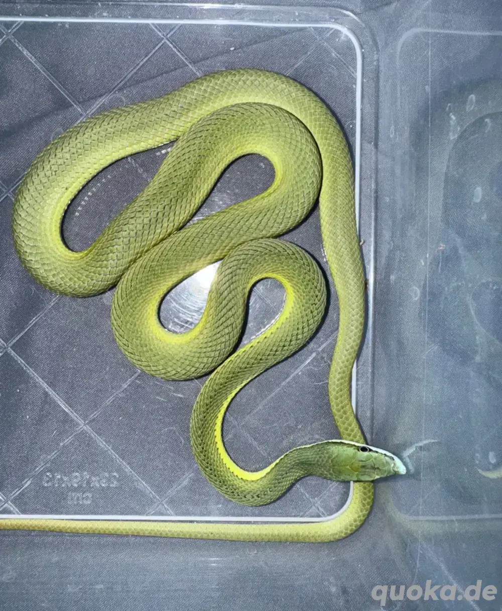 Philodryas baroni Philodryas baroni