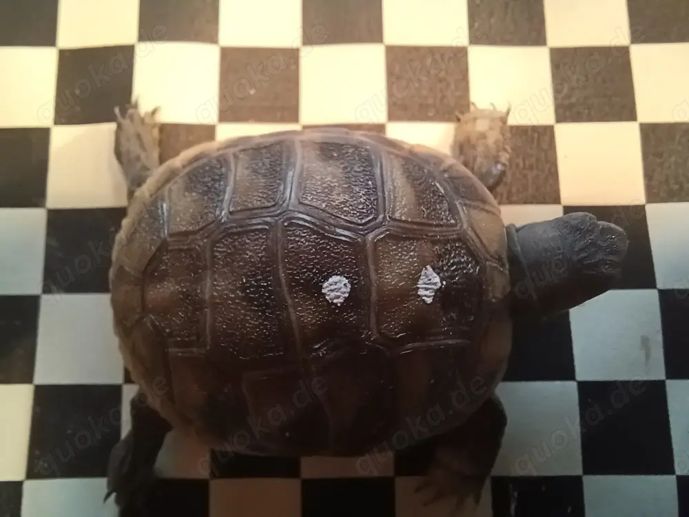 Griechische Landschildkröten Nachzuchten 2024 Griechische Landschildkröten Nachzuchten 2024