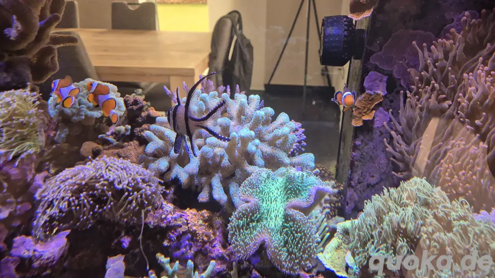 Meerwasser Aquarium Korallen sps lps Seriatopora Meerwasser Aquarium Korallen sps lps Seriatopora