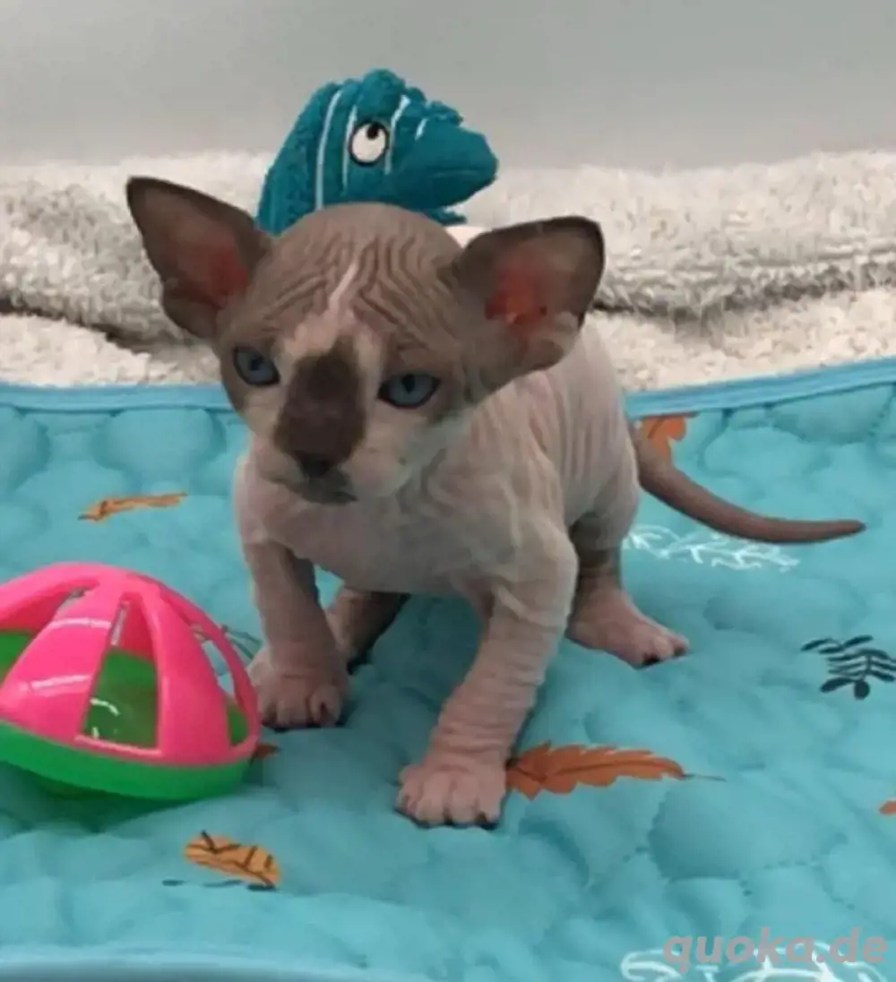 Sphynx-Kätzchen zu verkaufen!
