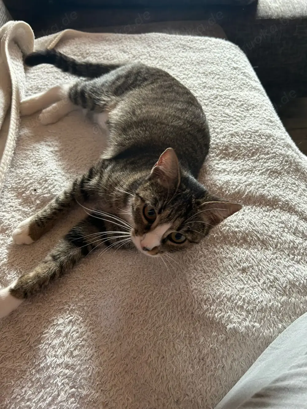 katze zu verschenken katze zu verschenken