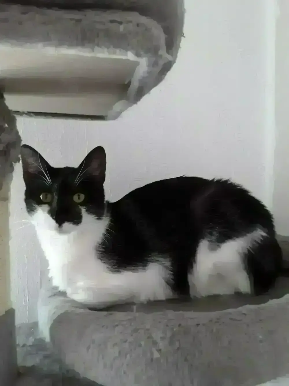 Boris eine katze sucht ein zuhause 