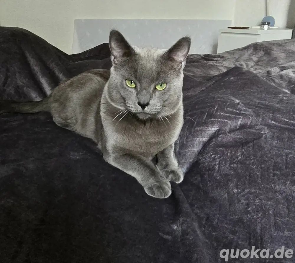 Kitten 8 wochen alt abzugeben demnächst Kitten 8 wochen alt abzugeben demnächst