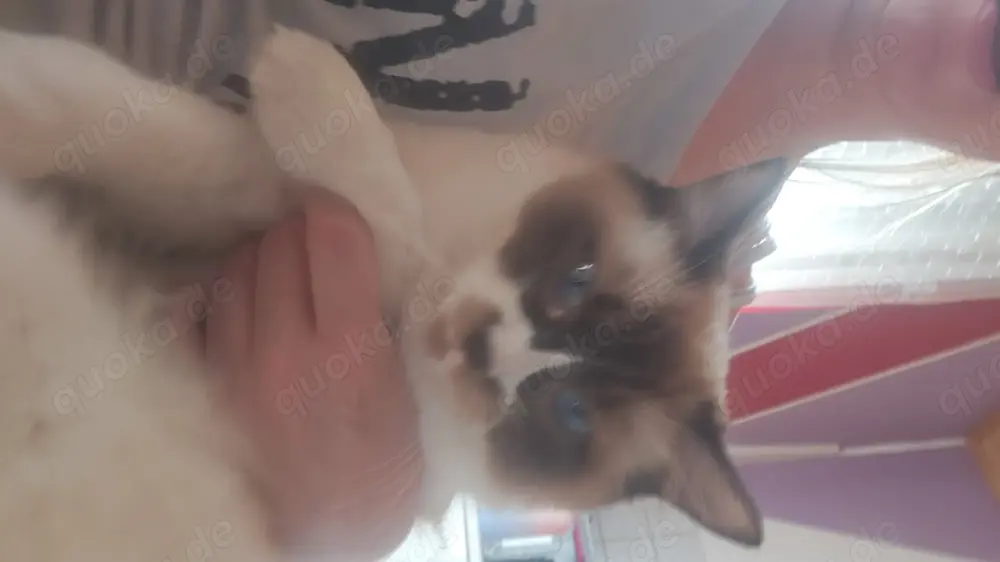 Süsses kastriertes 11 monate altes Ragdoll Mädchen Süsses kastriertes 11 monate altes Ragdoll Mädchen