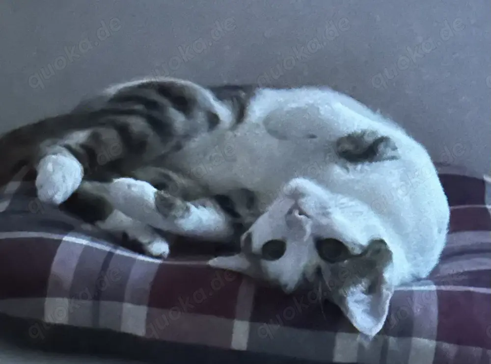 SUCHE Spielkameraden für unser Katzenmädchen