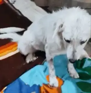 Jeanine - schenkst du ihr ein Zuhause für immer?