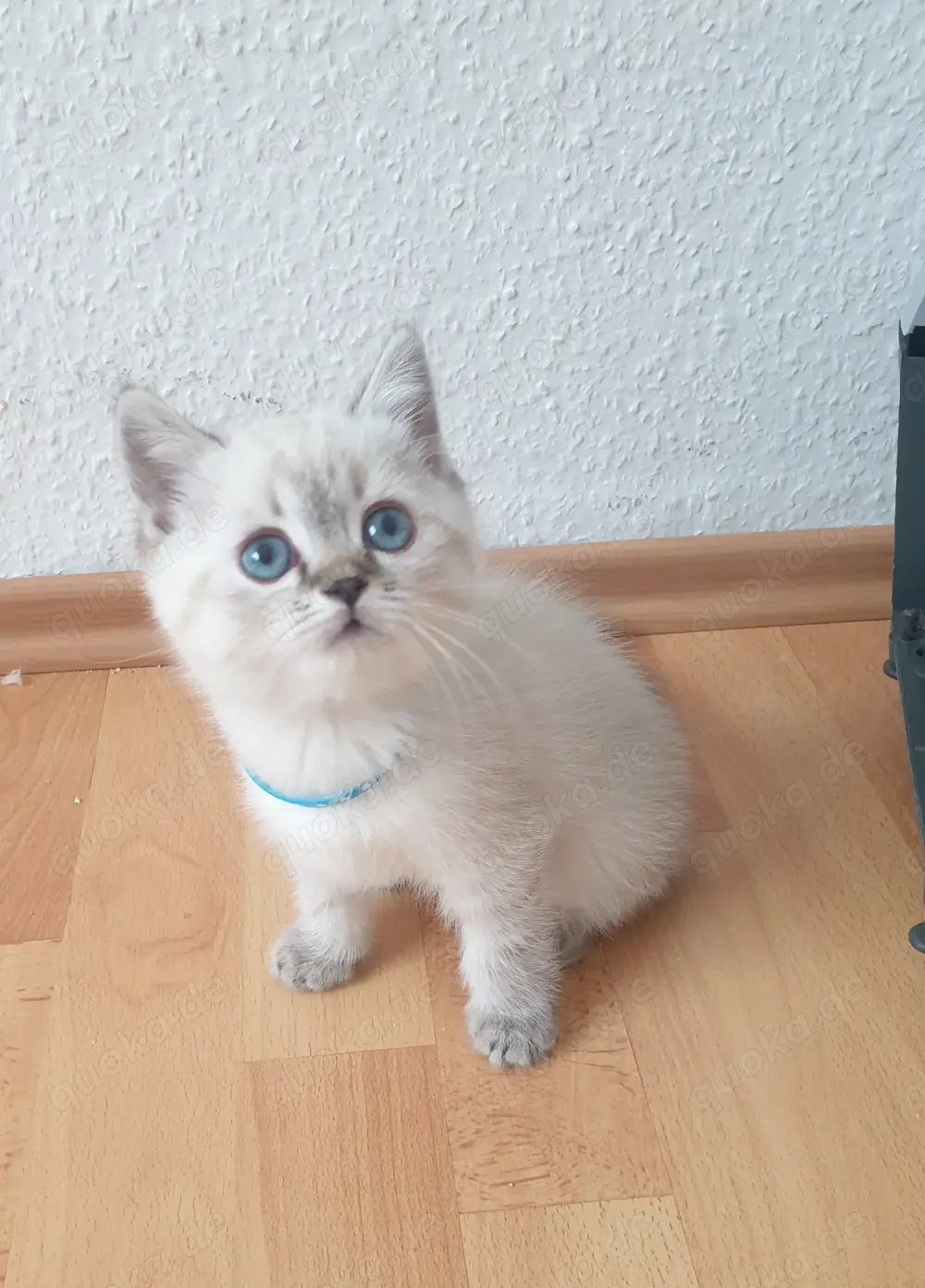 Bkh kitten seltene farbe blau augen.