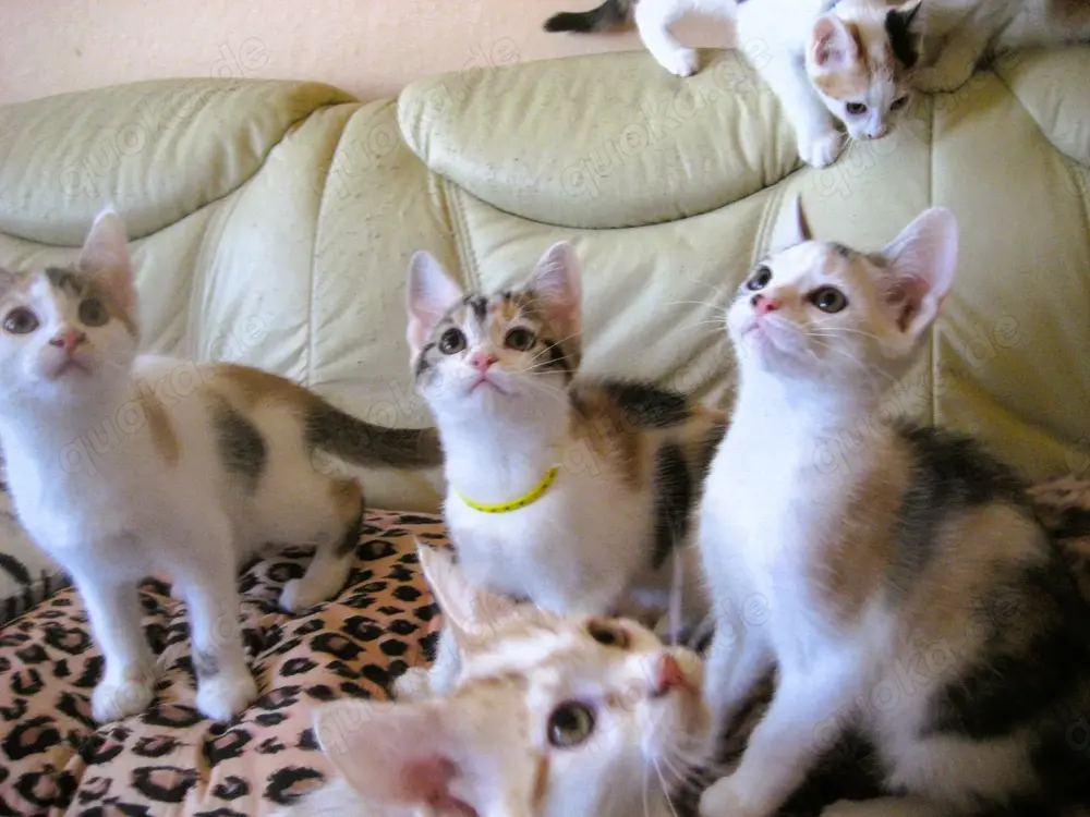 Nur noch 2 anhängliche, bunte Maine Coon- Mix Babys in XXL dürfen ausziehen
