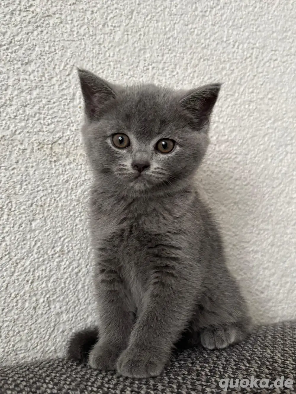BKH Kitten
