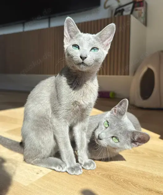 Reinrassige Russisch Blau Kitten mit Stammbaum aus seriöser Zucht