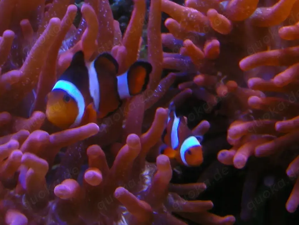 WhatsApp-Gruppe Meerwasser HESSEN Austausch Meerwasseraquaristik 