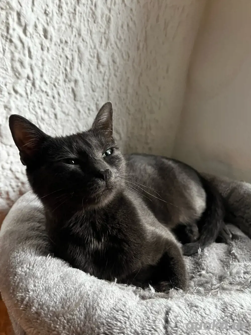 Katze sucht zuhause