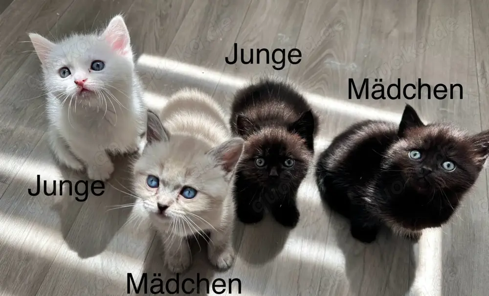 Süße Perser Mix Kitten