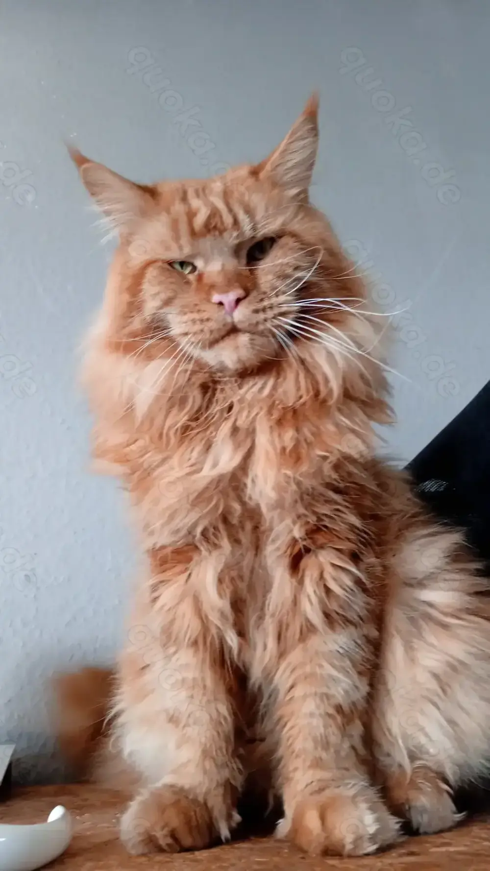 Main coon xxl deckkater Main coon xxl deckkater