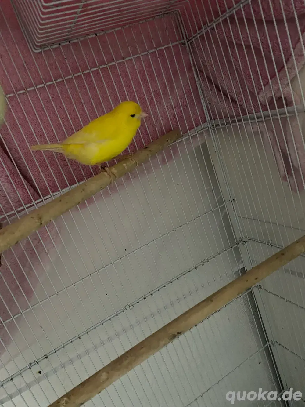 kamarienvogel kamarienvogel