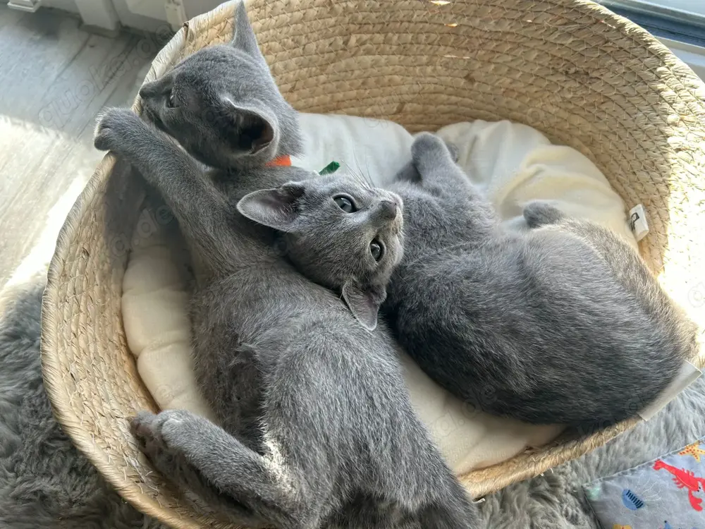 Zwei Russisch Blau Katerchen   Rassekatzen mit Stammbaumcharme