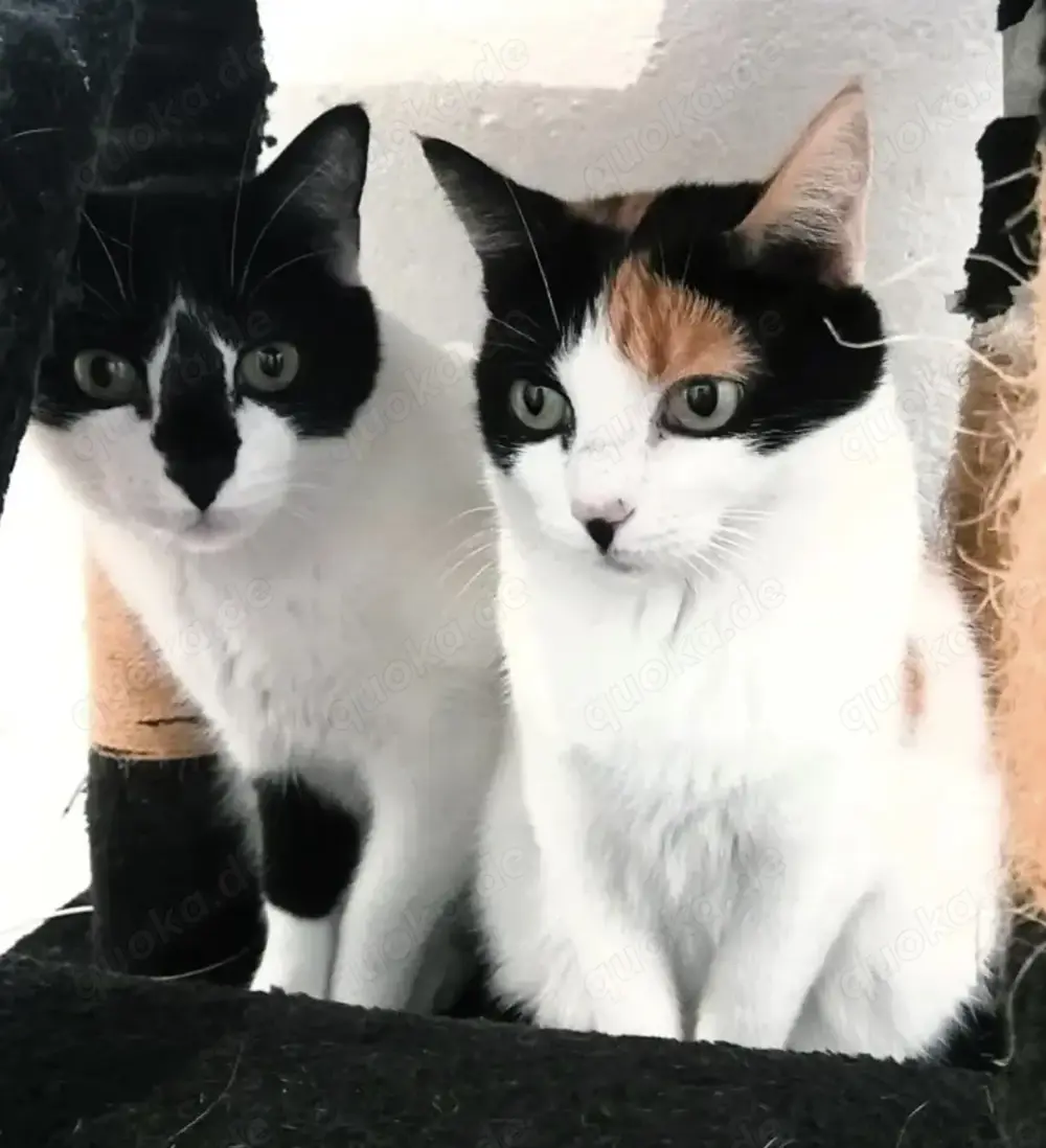 FERNANDO+ PEPPER-  freundlich, verschmust, menschenbezogen