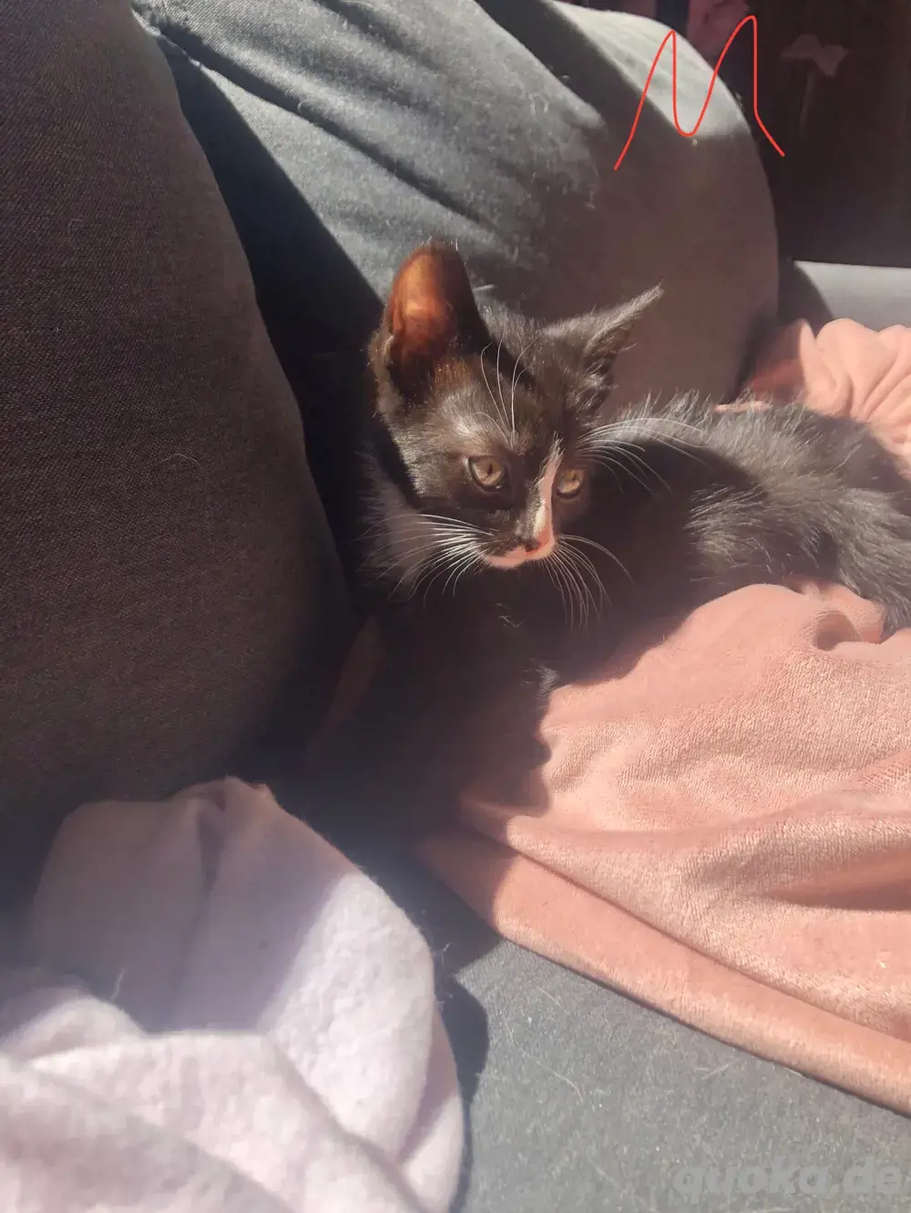 katze, junger Kater katze, junger Kater
