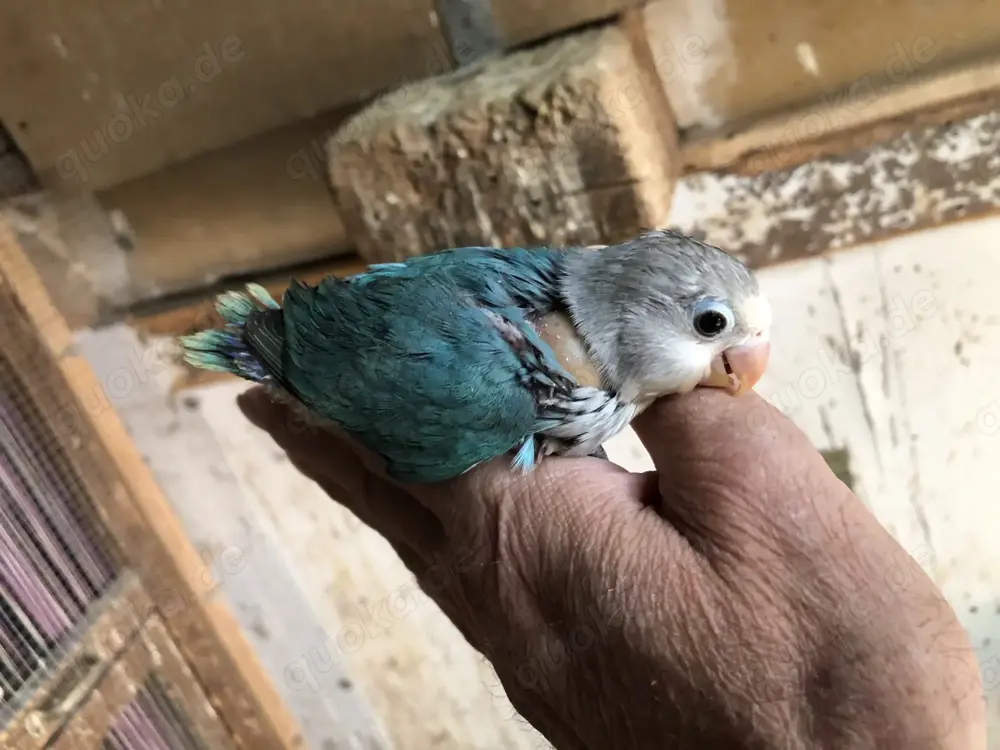 Pfirsichköpfchen HENNE handzahm